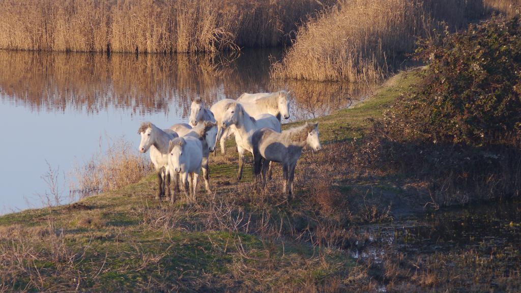 Villetta Parco Sir Llido Degli Estensi Zewnętrze zdjęcie